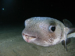 Porccupine fish at a night dive. by Juan Torres 